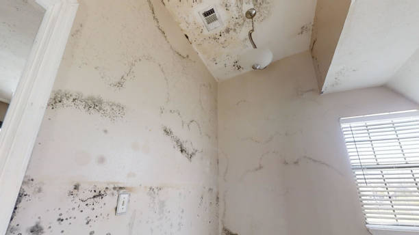 Best Environmental Consulting for Mold Prevention  in Wahoo, NE