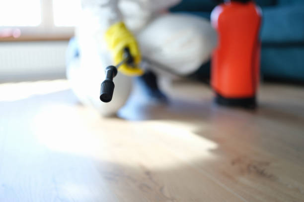 Best Black Mold Removal  in Wahoo, NE