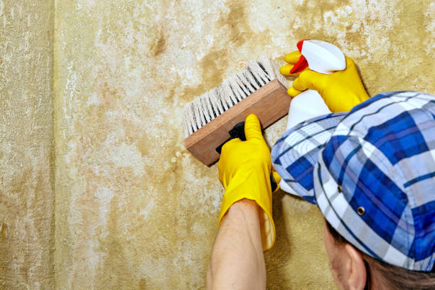 Best Biohazard Mold Removal  in Wahoo, NE