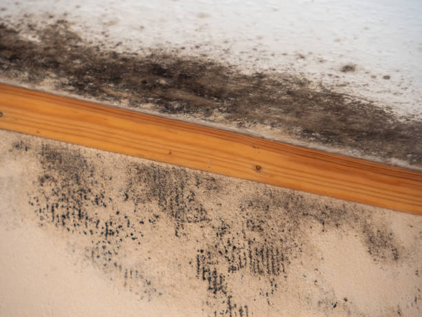 Best Industrial Mold Remediation  in Wahoo, NE