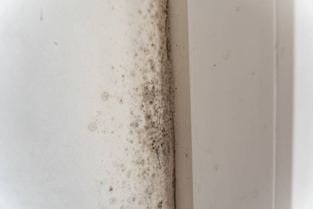 Best Basement Mold Removal  in Wahoo, NE
